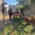 Crystal Beach horse rescue opens gates for Saturday fundraiser